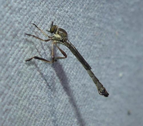 Leptogaster cylindrica