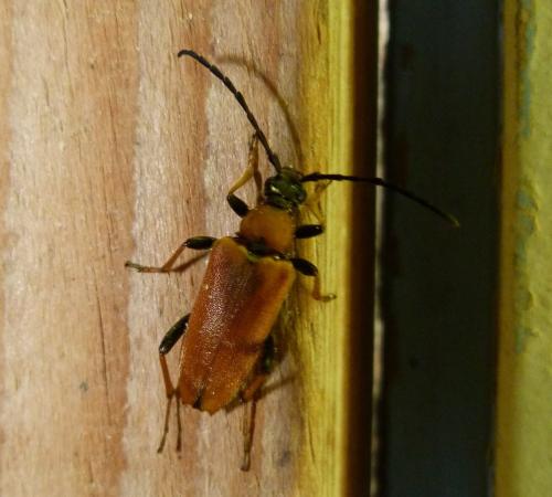 Réf. 345 492 : Stictoleptura rubra