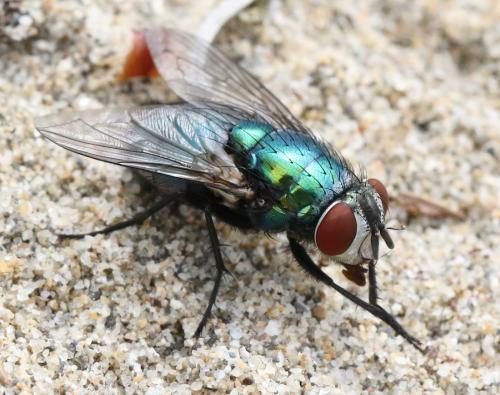 Réf. 345 311 : Lucilia sericata