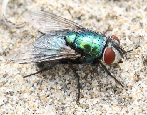 Réf. 345 312 : Lucilia sericata