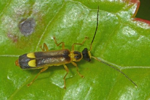 Malthinus flaveolus