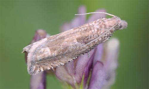 Réf. 345 569 : Pelochrista caecimaculana