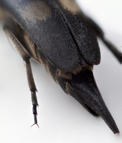 Réf. 345 551 : Variimorda mendax