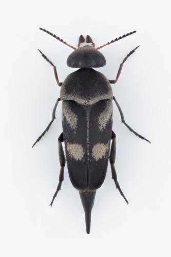 Réf. 345 185 : Variimorda mendax