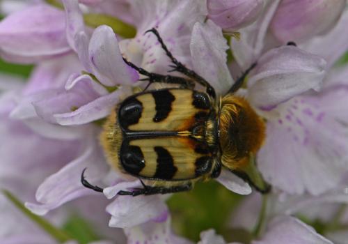 Réf. 345 385 : Trichius sp.