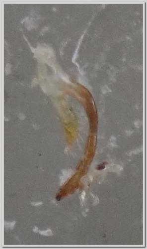 Orthotylus marginalis