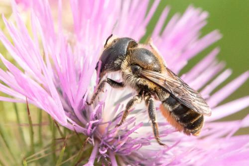 Réf. 345 130 : Osmia dimidiata