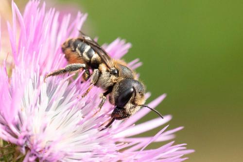 Réf. 345 129 : Osmia dimidiata