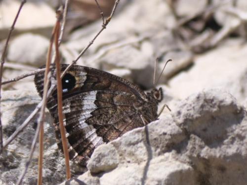 Réf. 345 027 : Satyrus actaea