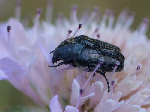 Réf. 345 070 : Oxythyrea funesta