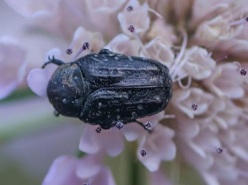 Oxythyrea funesta