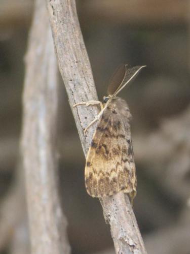 Lymantria dispar