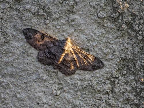 Réf. 345 847 : Ascotis selenaria