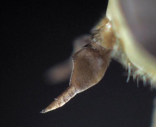 Atylotus latistriatus