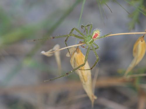 Heriaeus hirtus