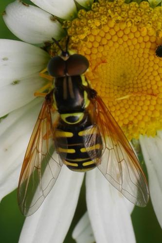 Réf. 345 069 : Chrysotoxum elegans
