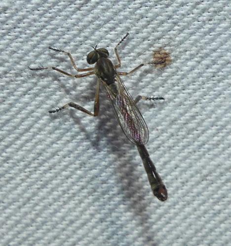 Réf. 345 527 : Leptogaster cylindrica