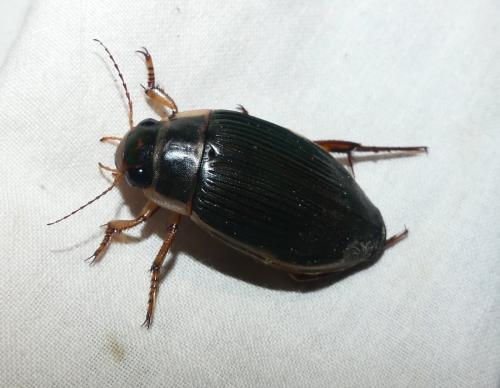 Réf. 345 528 : Dytiscus marginalis