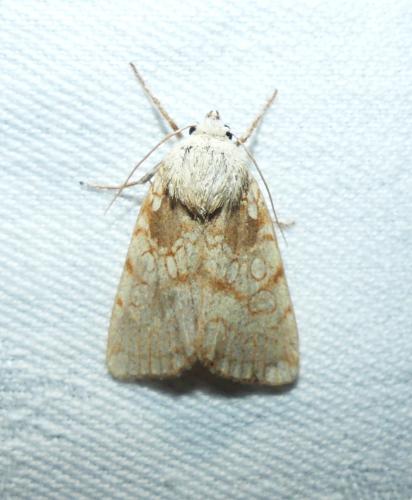 Réf. 345 764 : Dicycla oo