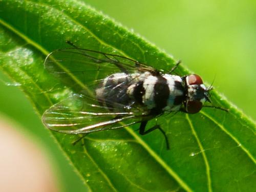 Réf. 345 085 : Limnophora obsignata