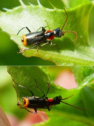 Axinotarsus pulicarius