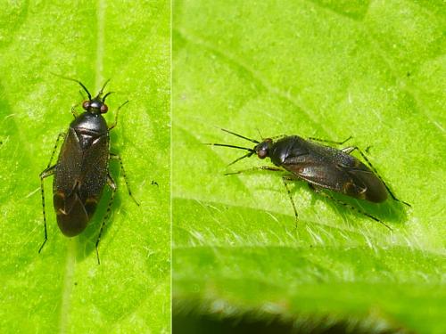 Réf. 345 166 : Plagiognathus arbustorum