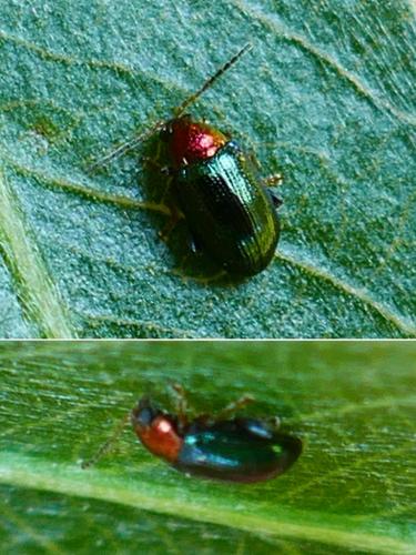 Réf. 345 182 : Crepidodera aurata