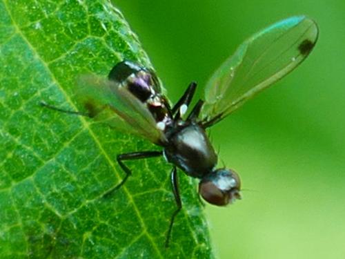 Sepsis sp.