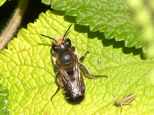 Réf. 345 435 : Megachile sp.