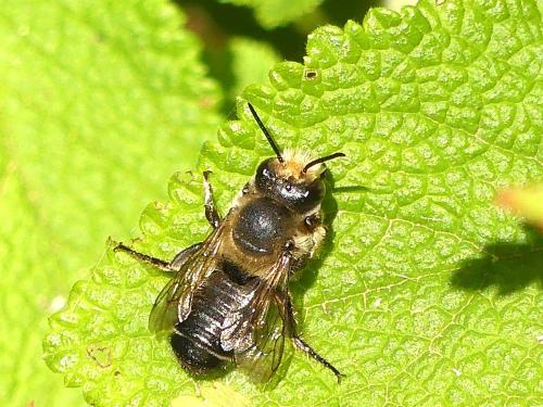 Réf. 345 452 : Megachile sp.