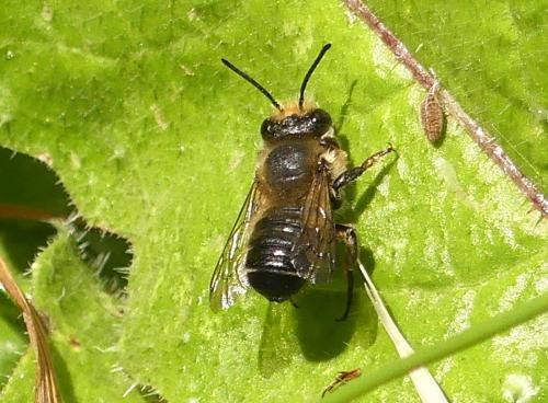 Réf. 345 436 : Megachile sp.