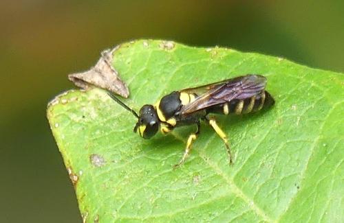 Hylaeus pictus