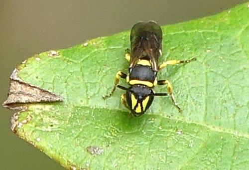 Hylaeus pictus