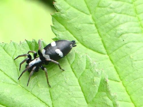 Aphantaulax sp.