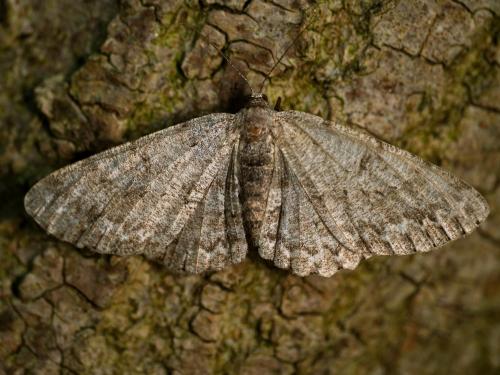 Réf. 345 884 : Hypomecis punctinalis