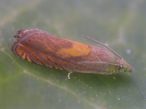 Réf. 345 531 : Dichrorampha sp.