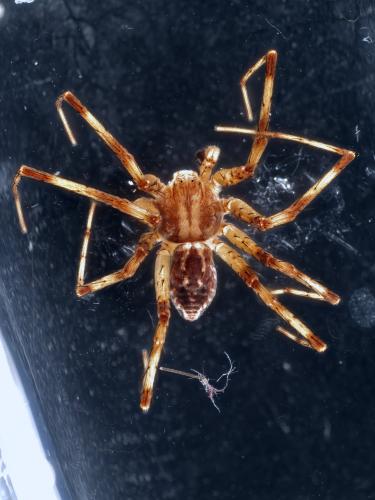 Réf. 345 831 : Philodromus praedatus