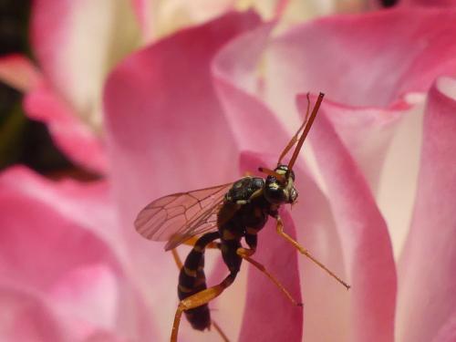 Latibulus sp.