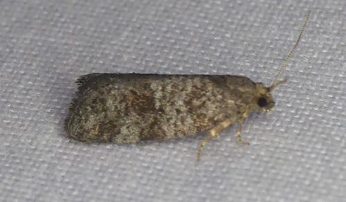 Réf. 345 001 : Neosphaleroptera nubilana