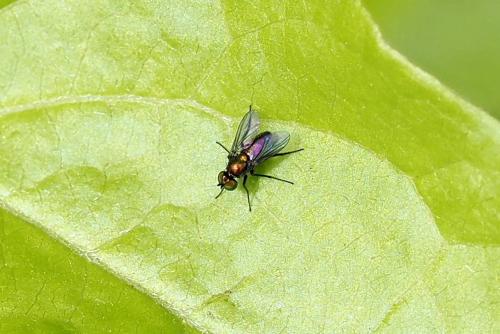 Chrysotus sp.