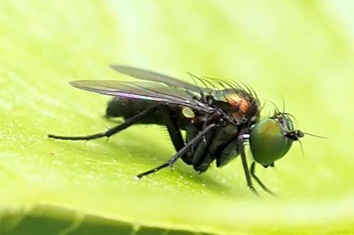 Chrysotus sp.