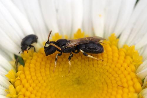 Réf. 345 122 : Hylaeus cornutus