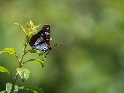 Limenitis reducta