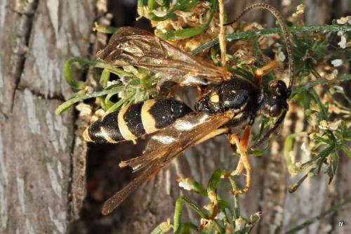 Réf. 345 521 : Ichneumon sarcitorius