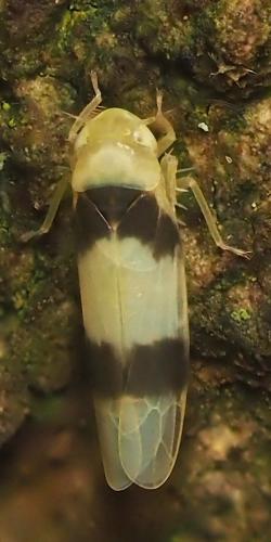Réf. 345 646 : Zonocyba bifasciata