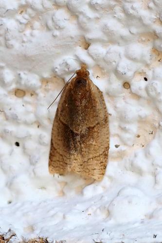 Réf. 345 415 : Clepsis rurinana
