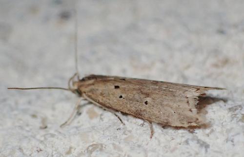 Brachmia inornatella
