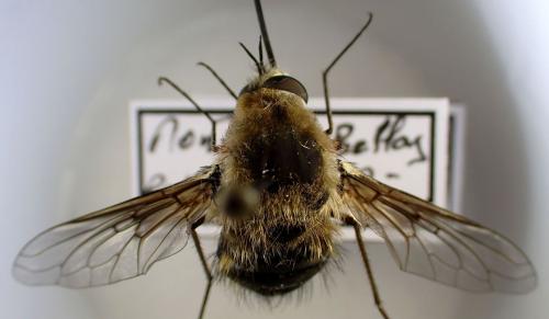 Réf. 345 048 : Bombylius cruciatus