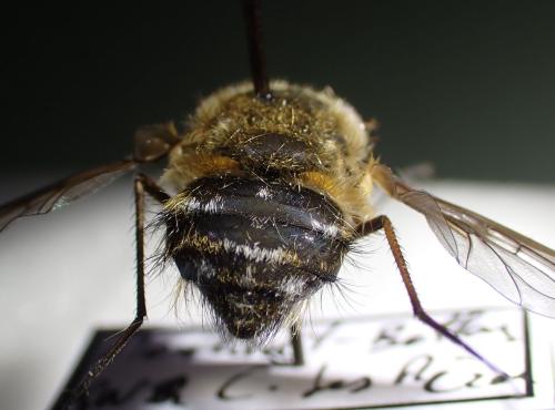 Réf. 345 050 : Bombylius cruciatus