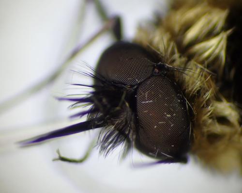 Réf. 345 034 : Bombylisoma sp.
